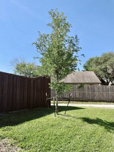 Expert Tree Installation 